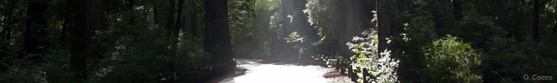 Road Through the Redwoods 